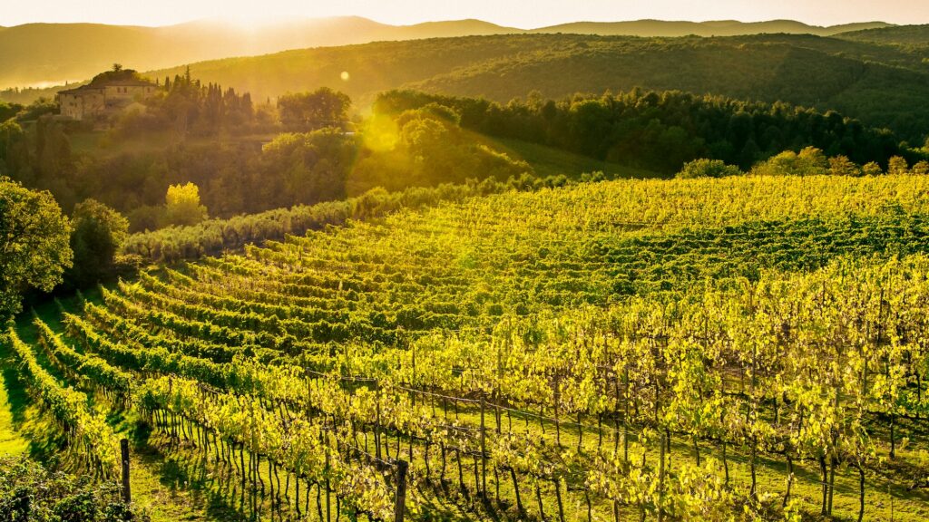 Tuscan Vineyard during sunset in autumn 🔆NOMINATED🔆