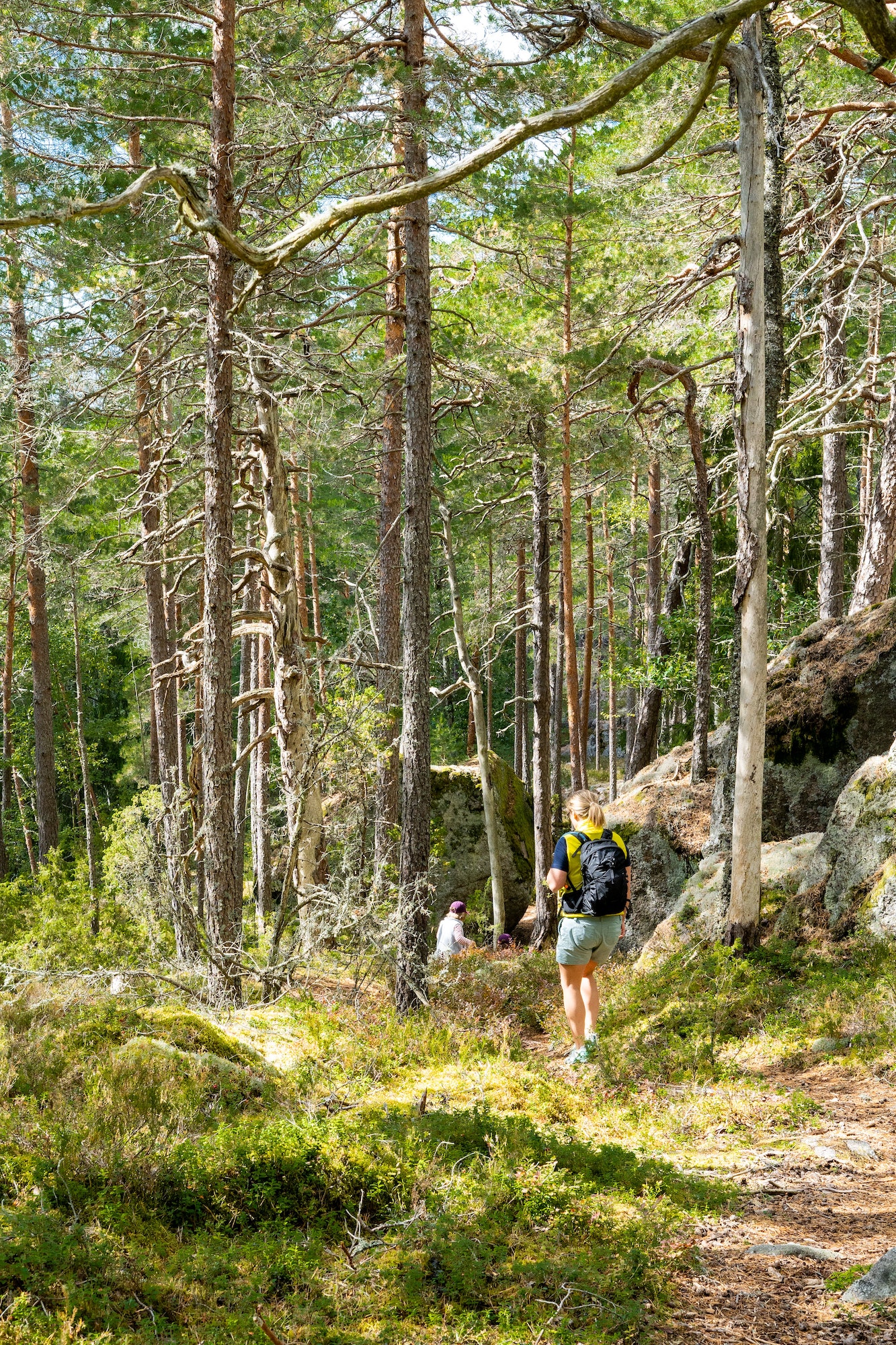 Vertical shot of hiking people on walkway surrounded by dense woods